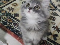 Bu british longhair misss çocuk kaçmaz