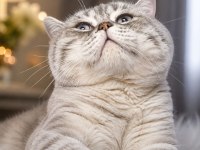 YUMOŞ BİR ERKEK KEDİDİR