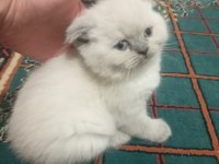 Scottish fold blue point