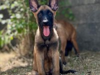 Belçika kurdu malinois 2.5 aylık