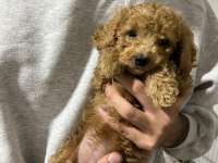 Poodle yavrumuza yeni ve kalıcı aile arıyoruz