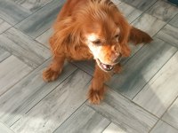 AMERİCAN COCKER DİŞİ