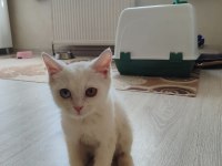 PRENSES VAN KEDİSİ