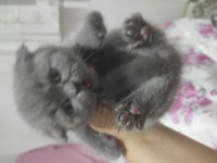 British shorthair kedimiz