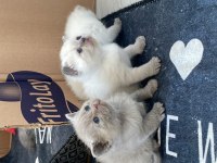 2si anne baba 4 yavru british shorthair