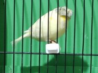 GLOSTER KANARYALAR