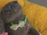 Ayı suratlı blue scottish fold bebeğim