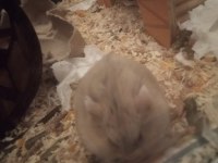 Ücretsiz gonzales hamsterlar