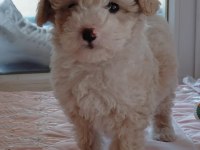 Maltipoo bebek