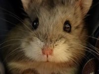 HAMSTER GONZALES YAVRULAR HERYERE GÖNDERİM