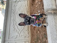 Safkan issabel tan french bulldog 1 yaşında dişi