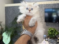 Secereli Anne Babadan Golden Point Renk British Longhair