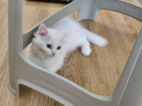 Kedi dişi iki ay iki hafta