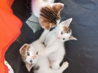 Dikkat Kalbinizi Çalmaya Geldiler Pamuk Çocuk Kediler
