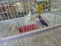 Mutasyon bebek cennet papağanları