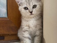 3 aylık british shorthair yavrularımız