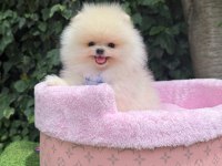 Orjinal Pomeranian Boo