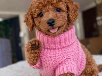 Irk Ve Sağlık Garantili Toy Poodle Bebekler