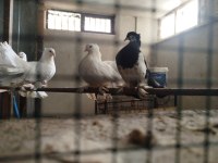 Orjinal Rakkas Takım Güvercin