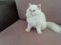 Kar Beyaz Prens İran Kedisi
