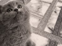 British shorthair kedisi