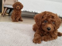 61 Günlük Poodle Köpeklerim Yeni Ailesini Arıyor