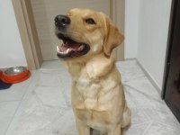 Henüz 1 yaşında labrador Yeni Sahibini bekliyor