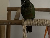 Klasik green check konur papağanları