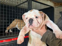 Üst düzey bulldog dişi yavrular