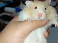 4 AYLIK FULL EĞİTİMLİ HAMSTER