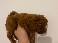 Kore kan poodle yavrular