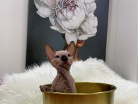 sphynx sfenks tüysüz dişi erkek yavru