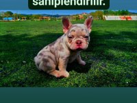 Lilac merle tan isabella carrier köpeğimiz