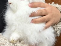 6 aylık hollanda lop tavşanı