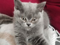 2 aylık sevimli british shorthair