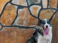Profesyonel üretim çiftliğinden border collie kapıda öde