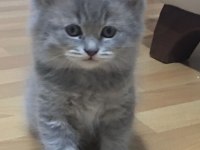 Yaramaz british longhair ponçikler