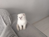 Scottish fold 2 aylık