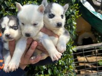 SAFKAN HUSKY YAVRULAR