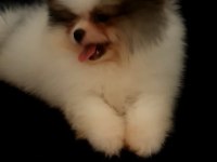 Mersin orjinal pomeranian boo yavrular