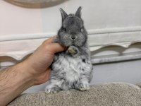 Safkan Hollanda cüce ve mini lop tavşan her yere gönderim
