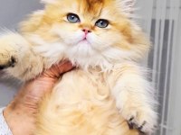 A KALİTE ORJİNAL BRİTİSH GOLDEN LONGHAİR DİŞİ YAVRUM