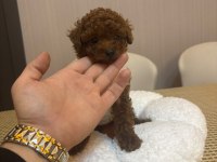 Dünya Güzeli 3 Erkek Kardeş Toy Poodle