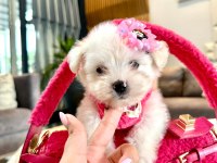 Tatlı mı tatlı korea Maltese terrier cep boy