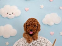 TOY POODLE KÖPEĞİ