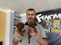 yeni shooowww kalite toy poodle yavrulr ankara mağazamzda