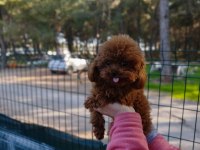 Teacup Poodle Erkek