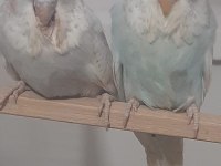 Muhabbet kuşu show jumbo