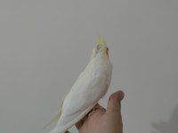 Erkek Lutino Sultan Papağanı