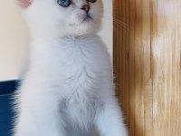 Scottish straight shorthair bs11 33 erkek